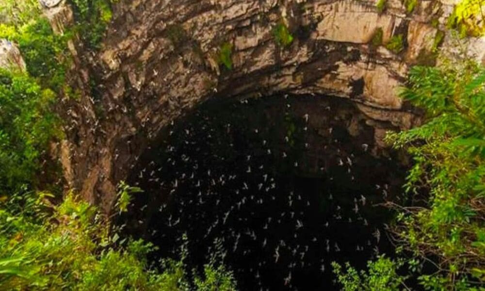 Gua Cave Of Swallows Keajaiban Alam Di Meksiko