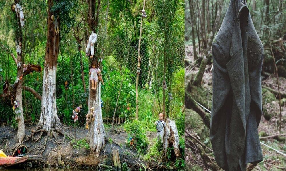 Hutan Aokigahara Misteri Dan Keindahan Di Jepang