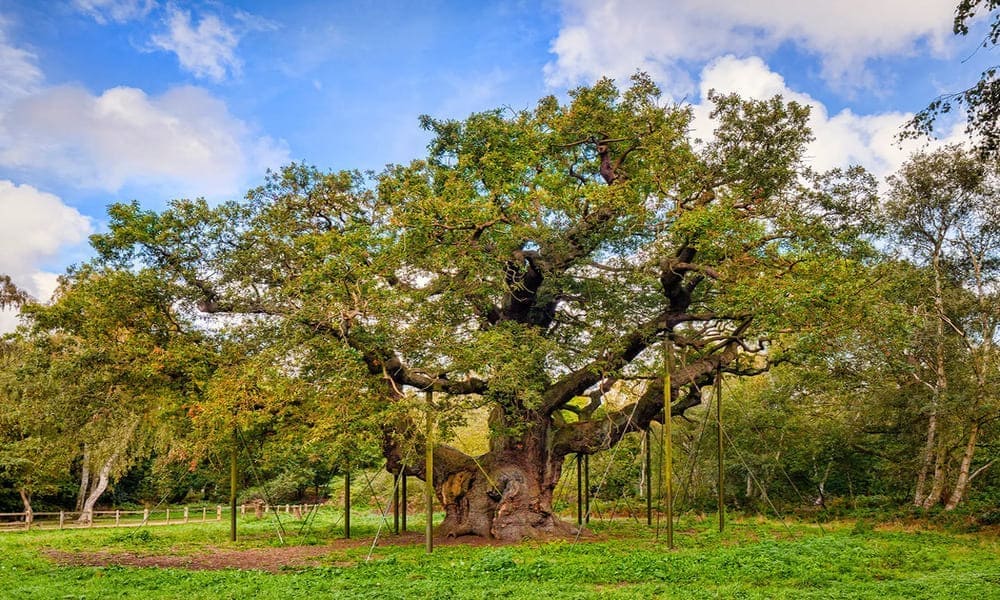 Hutan Sherwood Legenda Dan Keindahan Alam Inggris