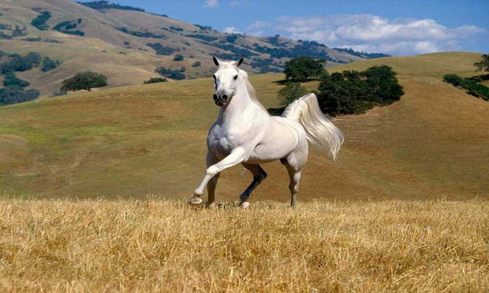 Legenda White Horse Hill Kisah Naga Dan Ikon Sejarah Inggris